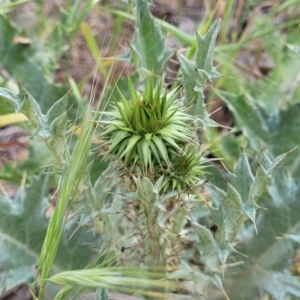 Onopordum acanthium at Thuddungra, NSW - 7 Oct 2023