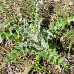 Onopordum acanthium at Thuddungra, NSW - 7 Oct 2023