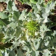 Onopordum acanthium at Thuddungra, NSW - 7 Oct 2023