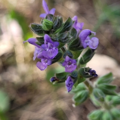 Salvia verbenaca var. verbenaca (Wild Sage) at Thuddungra, NSW - 7 Oct 2023 by trevorpreston