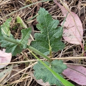 Salvia verbenaca var. verbenaca at Thuddungra, NSW - 7 Oct 2023