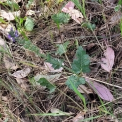 Salvia verbenaca var. verbenaca at Thuddungra, NSW - 7 Oct 2023 03:25 PM