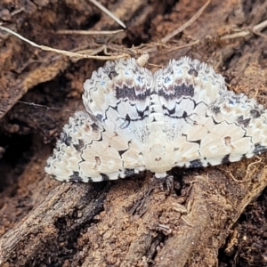 Sandava xylistis at Thuddungra, NSW - 7 Oct 2023