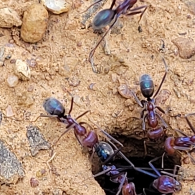 Iridomyrmex purpureus (Meat Ant) at Thuddungra, NSW - 7 Oct 2023 by trevorpreston