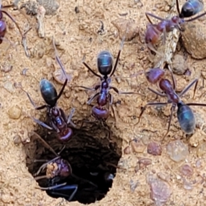 Iridomyrmex purpureus at Thuddungra, NSW - 7 Oct 2023