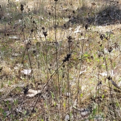 Unverified Other Wildflower or Herb at Thuddungra, NSW - 7 Oct 2023 by trevorpreston