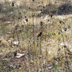 Unidentified Other Wildflower or Herb at Thuddungra, NSW - 7 Oct 2023 by trevorpreston