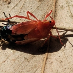 Pentatomidae (family) at Thuddungra, NSW - 7 Oct 2023