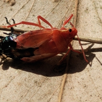 Unidentified True bug (Hemiptera, Heteroptera) at Thuddungra, NSW - 7 Oct 2023 by trevorpreston