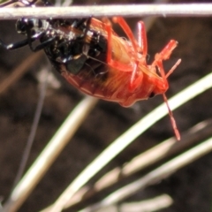 Pentatomidae (family) at Thuddungra, NSW - 7 Oct 2023