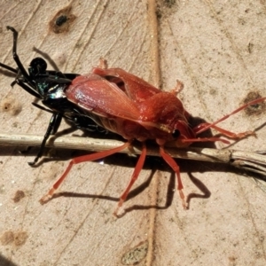 Pentatomidae (family) at Thuddungra, NSW - 7 Oct 2023