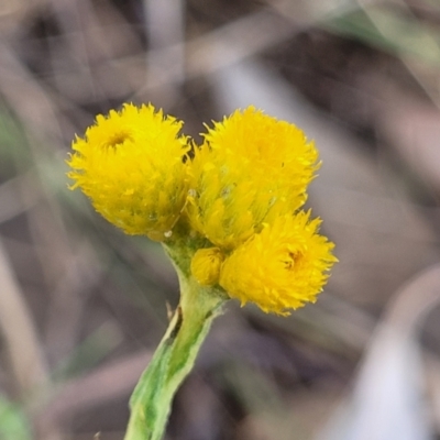 Chrysocephalum apiculatum (Common Everlasting) at Thuddungra, NSW - 7 Oct 2023 by trevorpreston