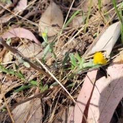 Chrysocephalum apiculatum at Thuddungra, NSW - 7 Oct 2023 03:13 PM