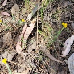 Chrysocephalum apiculatum at Thuddungra, NSW - 7 Oct 2023 03:13 PM