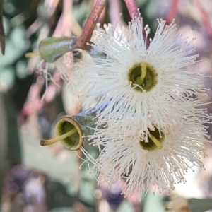 Eucalyptus microcarpa at Thuddungra, NSW - 7 Oct 2023