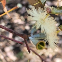 Eucalyptus microcarpa at Thuddungra, NSW - 7 Oct 2023