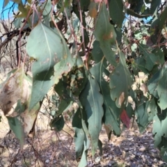 Eucalyptus microcarpa at Thuddungra, NSW - 7 Oct 2023