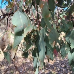 Eucalyptus microcarpa at Thuddungra, NSW - 7 Oct 2023 03:11 PM