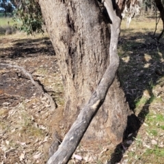 Eucalyptus microcarpa at Thuddungra, NSW - 7 Oct 2023