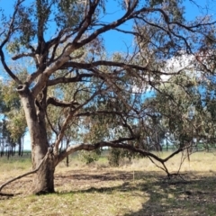 Eucalyptus microcarpa at Thuddungra, NSW - 7 Oct 2023 03:11 PM