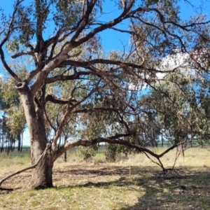 Eucalyptus microcarpa at Thuddungra, NSW - 7 Oct 2023