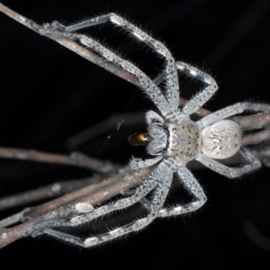 Neosparassus calligaster at Majura, ACT - 3 Oct 2023