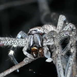 Neosparassus calligaster at Majura, ACT - 3 Oct 2023