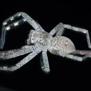 Neosparassus calligaster at Majura, ACT - 3 Oct 2023