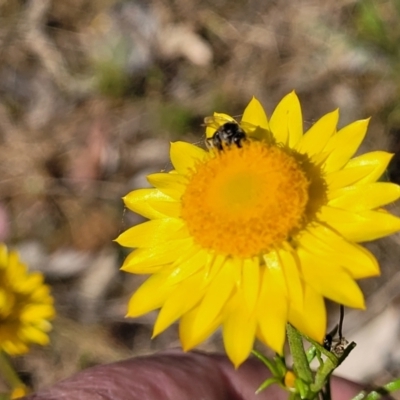 Xerochrysum viscosum (Sticky Everlasting) at Thuddungra, NSW - 7 Oct 2023 by trevorpreston