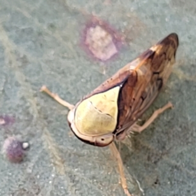 Brunotartessus fulvus (Yellow-headed Leafhopper) at Thuddungra, NSW - 7 Oct 2023 by trevorpreston