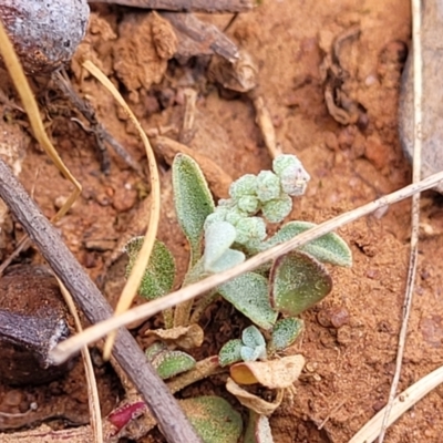 Chenopodium desertorum (Frosted Goosefoot) at Thuddungra, NSW - 7 Oct 2023 by trevorpreston