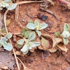 Chenopodium desertorum at suppressed - 7 Oct 2023