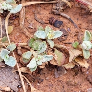 Chenopodium desertorum at suppressed - 7 Oct 2023