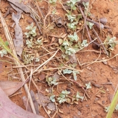 Chenopodium desertorum at suppressed - 7 Oct 2023