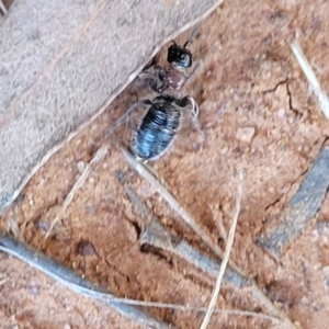 Tiphiidae (family) at Thuddungra, NSW - 7 Oct 2023