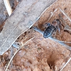 Tiphiidae (family) at Thuddungra, NSW - 7 Oct 2023