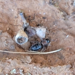 Tiphiidae (family) at Thuddungra, NSW - 7 Oct 2023