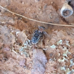 Tiphiidae (family) at Thuddungra, NSW - 7 Oct 2023