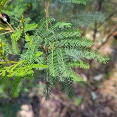 Acacia decurrens (Green Wattle) at Thuddungra, NSW - 7 Oct 2023 by trevorpreston