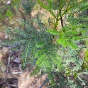 Acacia decurrens at Thuddungra, NSW - 7 Oct 2023