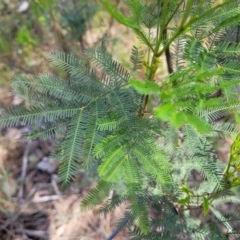 Acacia decurrens at Thuddungra, NSW - 7 Oct 2023