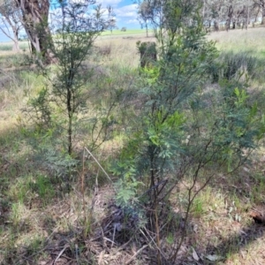 Acacia decurrens at Thuddungra, NSW - 7 Oct 2023