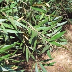 Olea europaea (Common Olive) at Thuddungra, NSW - 7 Oct 2023 by trevorpreston