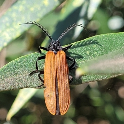 Porrostoma sp. (genus) (Lycid, Net-winged beetle) at Thuddungra, NSW - 7 Oct 2023 by trevorpreston