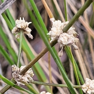 Lomandra multiflora at Thuddungra, NSW - 7 Oct 2023