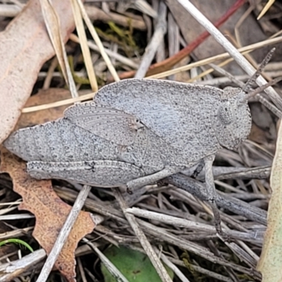 Goniaea australasiae (Gumleaf grasshopper) at Thuddungra, NSW - 7 Oct 2023 by trevorpreston