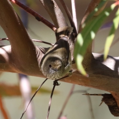 Acanthiza pusilla (Brown Thornbill) at Acton, ACT - 7 Oct 2023 by RodDeb