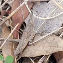 Goniaea opomaloides (Mimetic Gumleaf Grasshopper) at Thuddungra, NSW - 7 Oct 2023 by trevorpreston