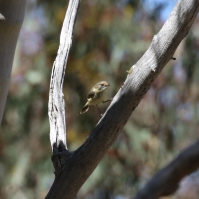 Acanthiza reguloides (Buff-rumped Thornbill) at Canberra Central, ACT - 7 Oct 2023 by RodDeb