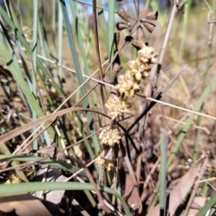 Lomandra multiflora (Many-flowered Matrush) at Thuddungra, NSW - 7 Oct 2023 by trevorpreston